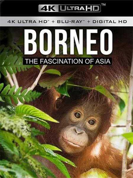 [4K蓝光原盘] [纪录片] 婆罗洲：亚洲的魅力 Borneo The Fascination of Asia (2017) / Borneo.The.Fascination.of.Asia.2017.DOCU.2160p.BluRay.REMUX.HEVC.SDR.DTS-HD.MA.5.1